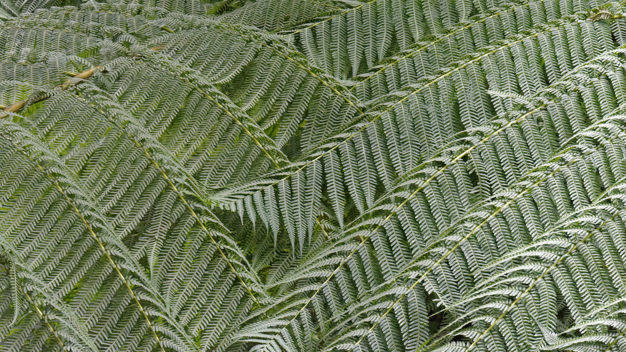 20190201-101431•Rain Forst Aerial Tram•Bisee•Castries•St Lucia